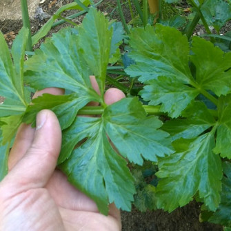 Cách trồng rau cần tây bằng hạt siêu dễ