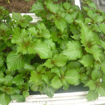 Hướng dẫn cách trồng rau thơm trong chậu Hướng dẫn cách trồng rau thơm trong chậu