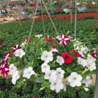 Cách trồng hoa dạ yến thảo bằng hạt và chăm sóc dạ yến thảo từ kinh nghiệm cá nhân Cách trồng hoa dạ yến thảo bằng hạt và chăm sóc dạ yến thảo từ kinh nghiệm cá nhân