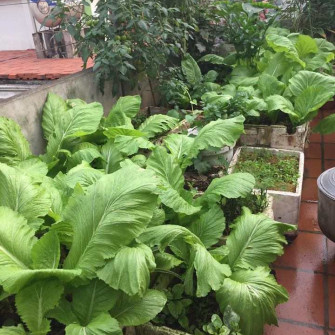 Cải bẹ xanh có công dụng gì? Cải bẹ xanh có công dụng gì?