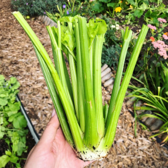 Cây cần tây có tác dụng gì?