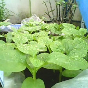 Cây mồng tơi bị vàng lá và cách khắc phục Cây mồng tơi bị vàng lá và cách khắc phục