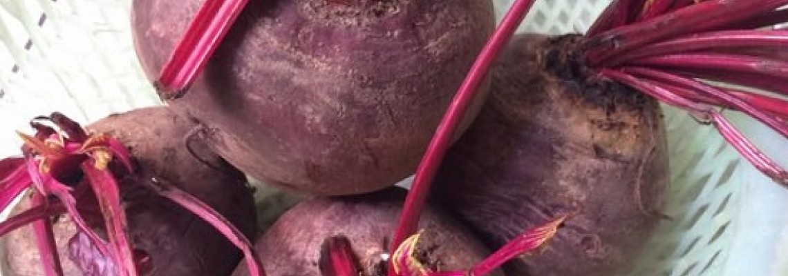 Củ dền đỏ trồng mùa nào? Củ dền đỏ trồng mùa nào?