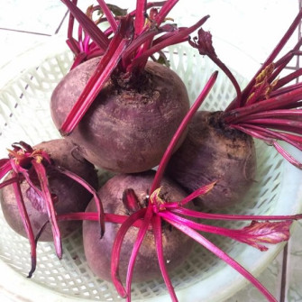 Củ dền đỏ trồng mùa nào? Củ dền đỏ trồng mùa nào?