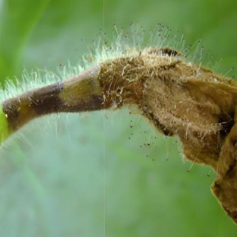 Bí đỏ bị thối quả non rụng trái Bí đỏ bị thối quả non rụng trái