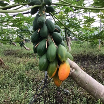 Cách tăng tuổi thọ cây đủ đủ để cho quả quanh năm Cách tăng tuổi thọ cây đủ đủ để cho quả quanh năm