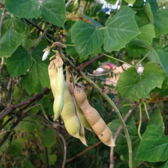 Hạt củ đậu ăn được không? có tác dụng gì