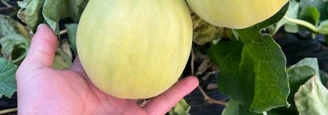 Kỹ thuật trồng dưa lê siêu ngọt bằng hạt Kỹ thuật trồng dưa lê siêu ngọt bằng hạt