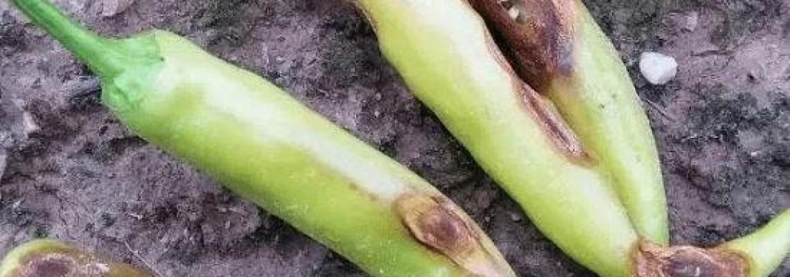 Nấm bệnh thán thư trên cây ớt