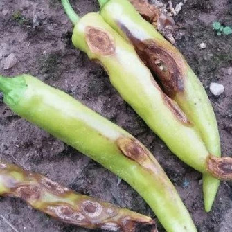 Nấm bệnh thán thư trên cây ớt