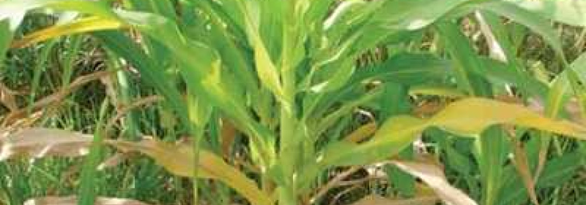 Xác định thiếu hụt dinh dưỡng trên cây trồng Xác định thiếu hụt dinh dưỡng trên cây trồng