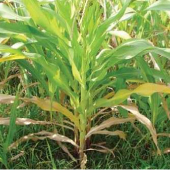 Xác định thiếu hụt dinh dưỡng trên cây trồng Xác định thiếu hụt dinh dưỡng trên cây trồng