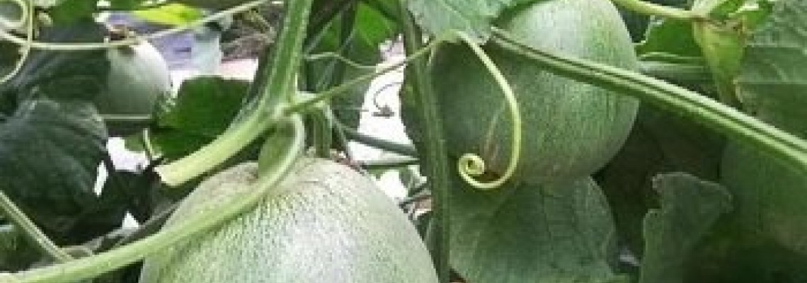 Thời vụ trồng dưa lê ở miền Bắc Thời vụ trồng dưa lê ở miền Bắc