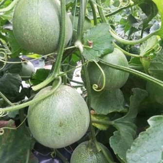 Thời vụ trồng dưa lê ở miền Bắc