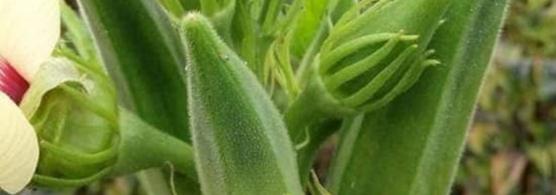 Các bệnh trên trái đậu bắp thường gặp Các bệnh trên trái đậu bắp thường gặp