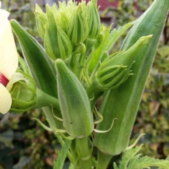 Các bệnh trên trái đậu bắp thường gặp Các bệnh trên trái đậu bắp thường gặp