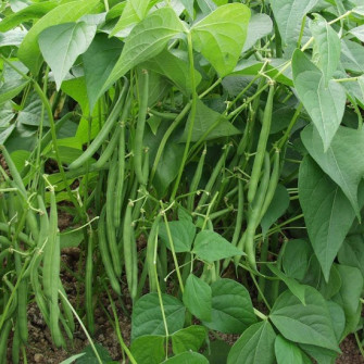 Trồng đậu cove vào tháng mấy Trồng đậu cove vào tháng mấy