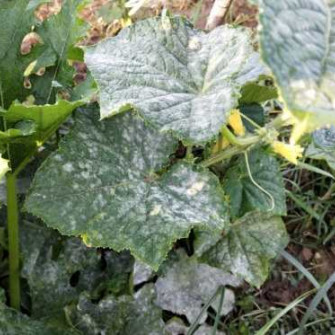 Bệnh phấn trắng trên dưa chuột triệu chứng và biện pháp phòng bệnh