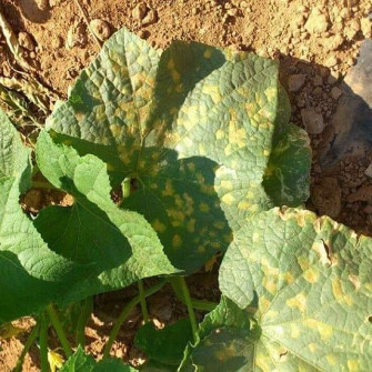 Bệnh sương mai trên dưa chuột và thuốc điều trị Bệnh sương mai trên dưa chuột và thuốc điều trị