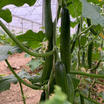 Vì sao dưa chuột bị đắng? Vì sao dưa chuột bị đắng?