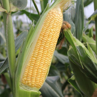 Hạt giống OP và hạt giống F1 là gì Hạt giống OP và hạt giống F1 là gì