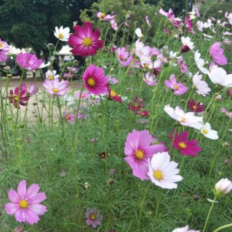 Hoa cánh bướm nở vào tháng mấy? Hoa cánh bướm nở vào tháng mấy?