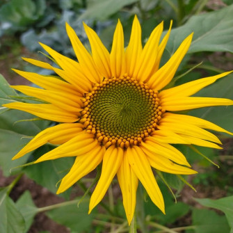 ý nghĩa bông hoa hướng dương và thông điệp của nó ý nghĩa bông hoa hướng dương và thông điệp của nó