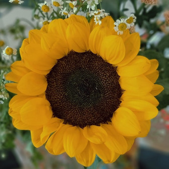 Ý nghĩa hoa hướng dương trong tình yêu Ý nghĩa hoa hướng dương trong tình yêu