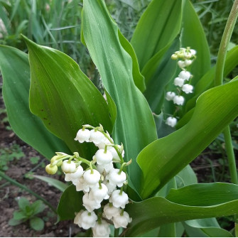 Ý nghĩa hoa linh lan trắng Ý nghĩa hoa linh lan trắng