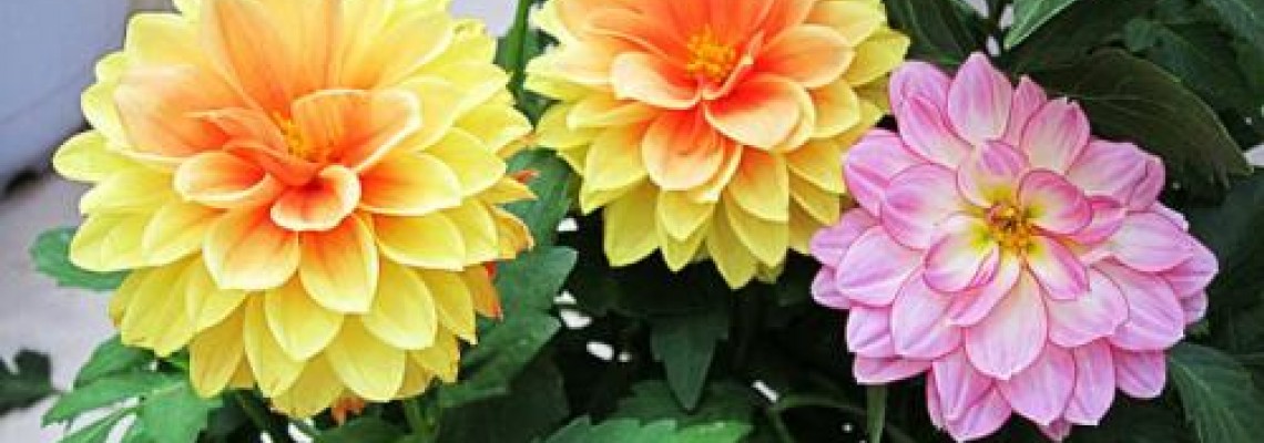 Cách ươm các loại hạt giống hoa hàng năm Cách ươm các loại hạt giống hoa hàng năm