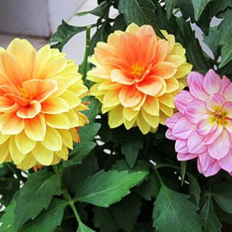 Cách ươm các loại hạt giống hoa hàng năm