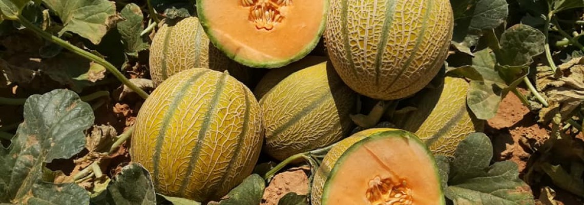 Kỹ thuật trồng dưa lưới cơ bản Kỹ thuật trồng dưa lưới cơ bản