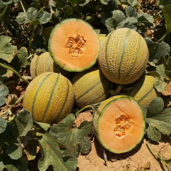 Kỹ thuật trồng dưa lưới cơ bản