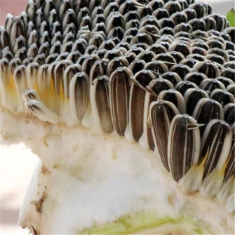 Kỹ thuật trồng hướng dương lấy hạt Kỹ thuật trồng hướng dương lấy hạt