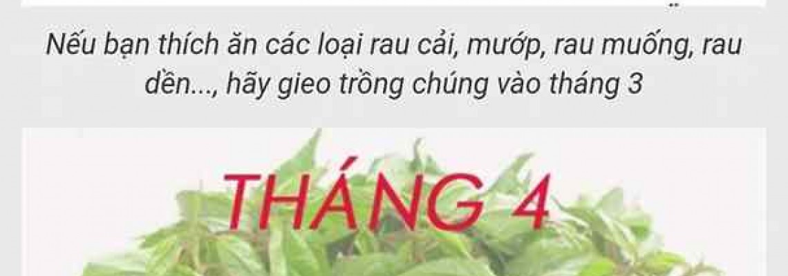 Lịch trồng rau ở Miền Bắc - mùa vụ trồng theo xuân - hạ - thu - đông mới nhất