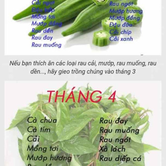 Lịch trồng rau ở Miền Bắc - mùa vụ trồng theo xuân - hạ - thu - đông mới nhất Lịch trồng rau ở Miền Bắc - mùa vụ trồng theo xuân - hạ - thu - đông mới nhất