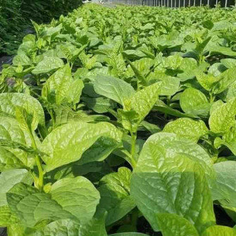 Mồng tơi ăn nhiều có tốt không?