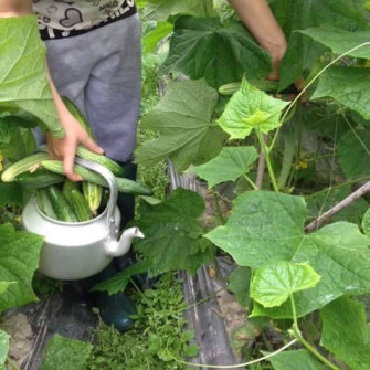 Mùa vụ trồng dưa chuột vào tháng mấy? Mùa vụ trồng dưa chuột vào tháng mấy?