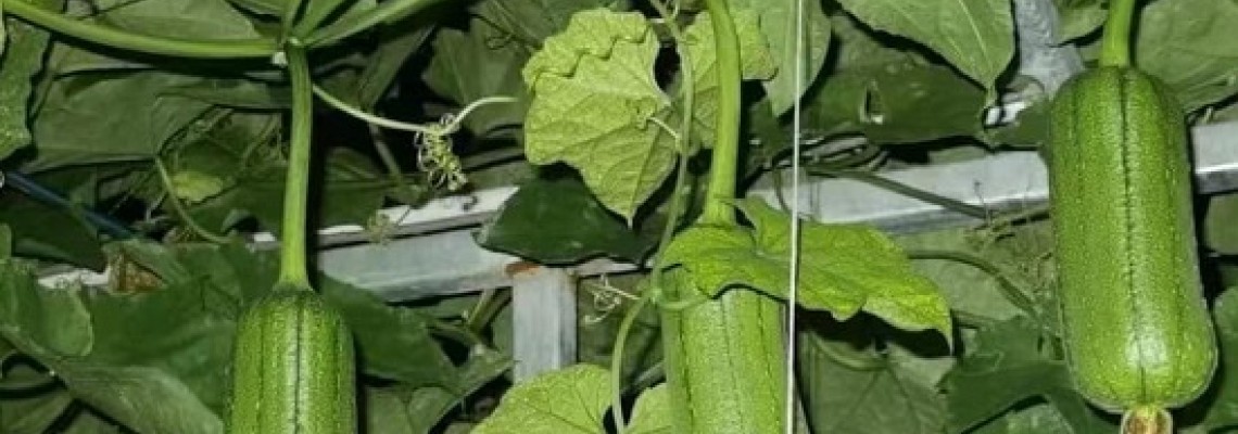 Tác dụng của mướp hương bạn nên biết? Tác dụng của mướp hương bạn nên biết?