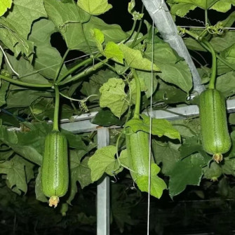 Tác dụng của mướp hương bạn nên biết? Tác dụng của mướp hương bạn nên biết?