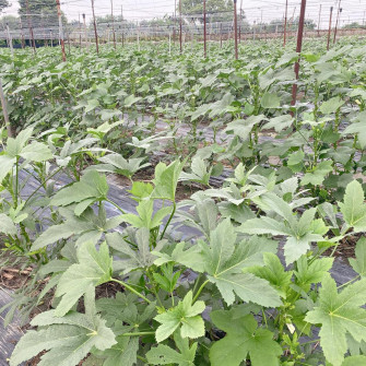 Nơi bảo quản hạt giống cần phải có điều kiện? Nơi bảo quản hạt giống cần phải có điều kiện?