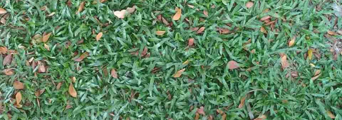 Phương pháp trồng cỏ lá gừng tiết kiệm nhất? Phương pháp trồng cỏ lá gừng tiết kiệm nhất?