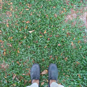 Phương pháp trồng cỏ lá gừng tiết kiệm nhất? Phương pháp trồng cỏ lá gừng tiết kiệm nhất?