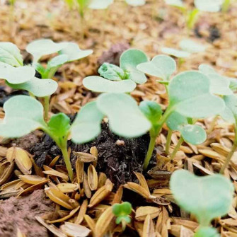 Quy trình kỹ thuật trồng rau cải ngọt an toàn thu nhập cao Quy trình kỹ thuật trồng rau cải ngọt an toàn thu nhập cao