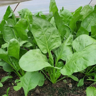 Rau bina là rau gì? Tác dụng của rau bina