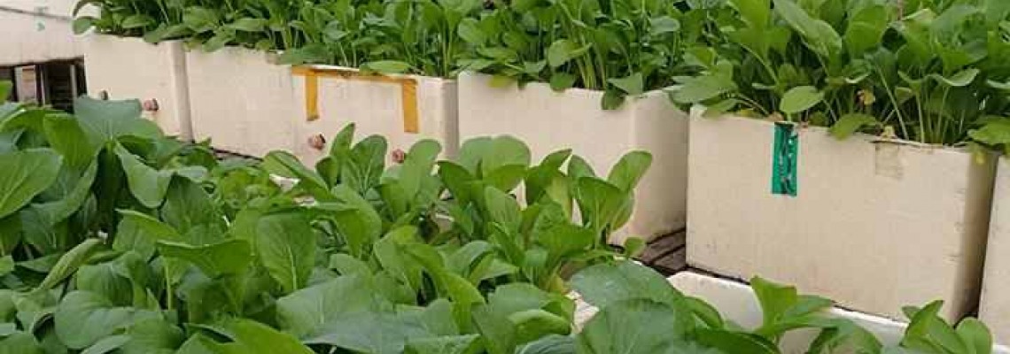 Công dụng của rau cải ngọt trong dân gian Công dụng của rau cải ngọt trong dân gian