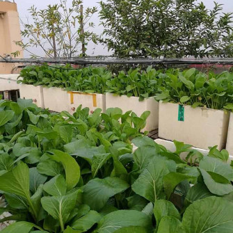 Công dụng của rau cải ngọt trong dân gian Công dụng của rau cải ngọt trong dân gian