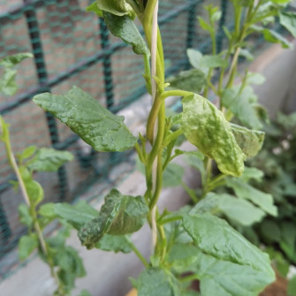 Vì sao rau mồng tơi bị xoăn lá Vì sao rau mồng tơi bị xoăn lá