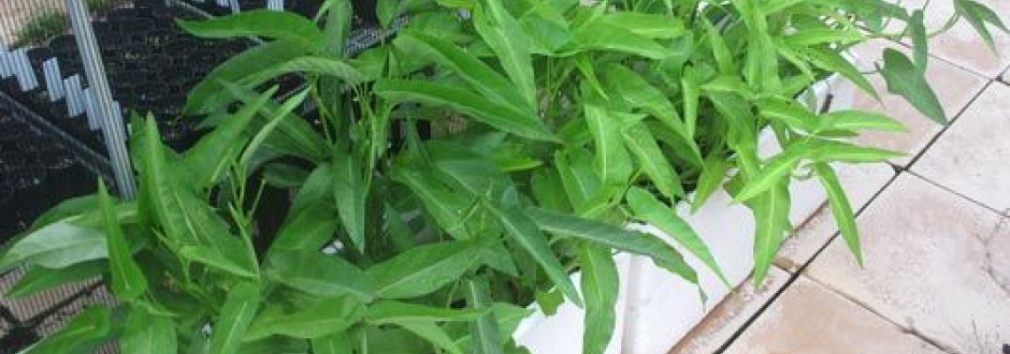 Tại sao cây rau muống bị vàng lá và cách trị