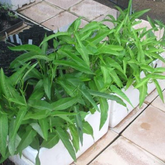 Tại sao cây rau muống bị vàng lá và cách trị Tại sao cây rau muống bị vàng lá và cách trị